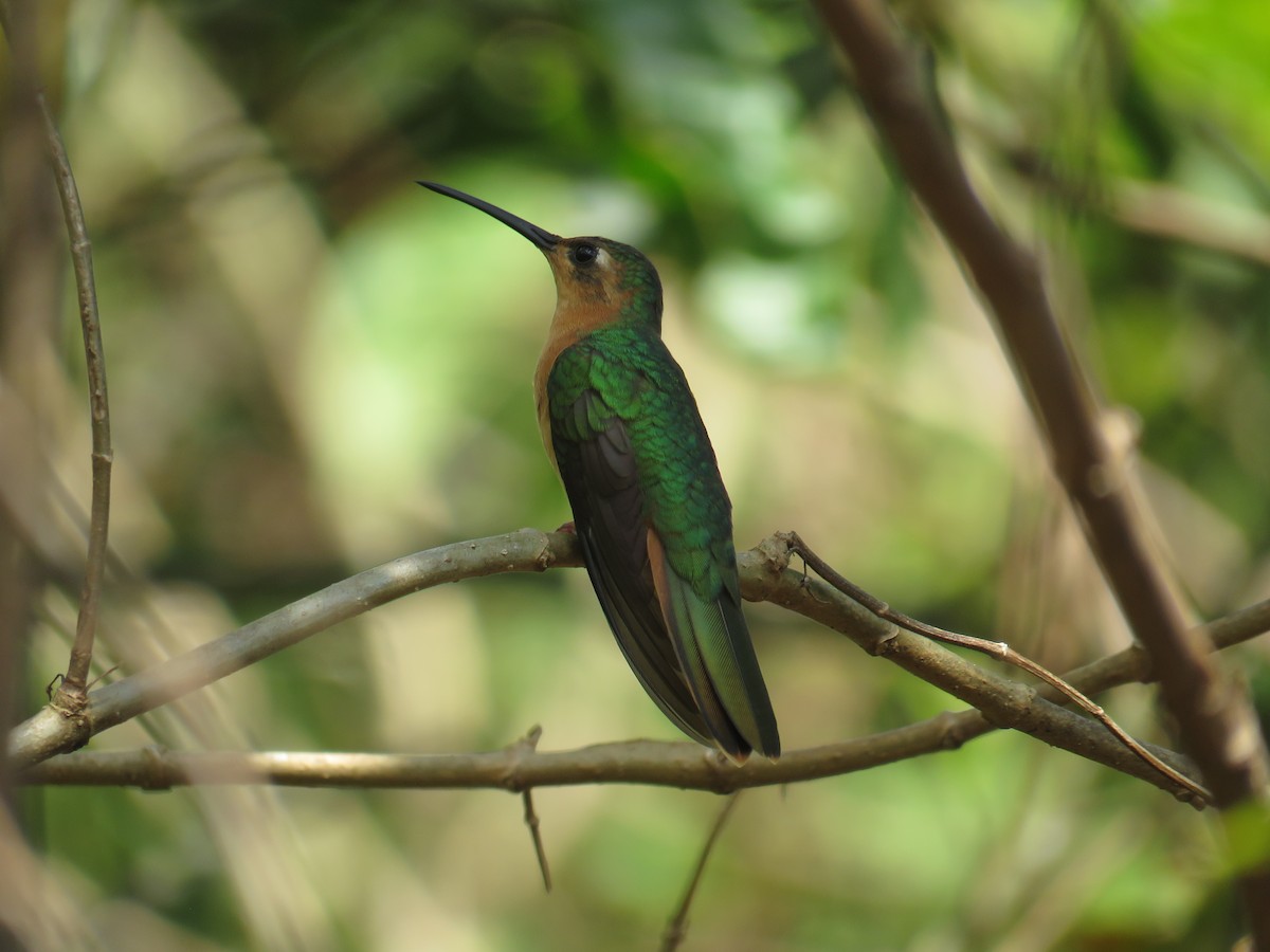 kolibřík pestroocasý - ML474050901