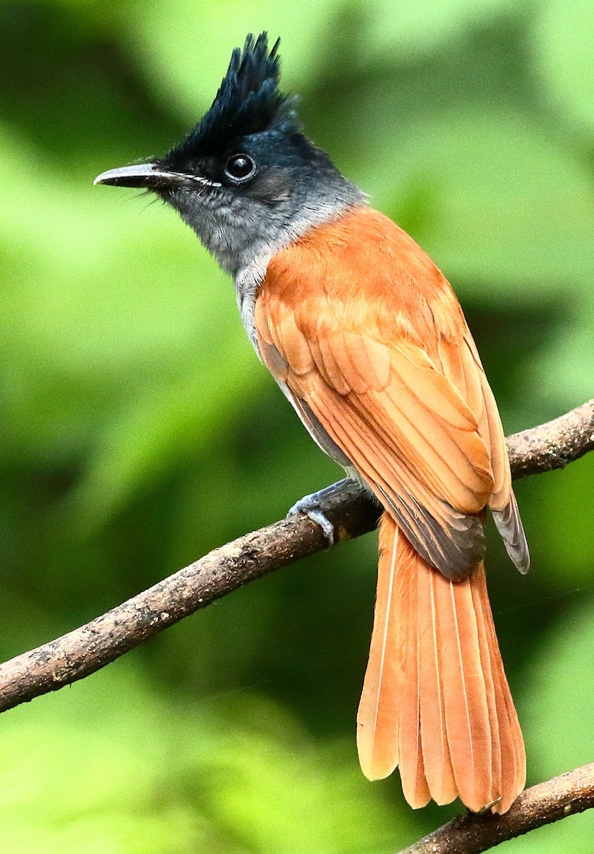 Indian Paradise-Flycatcher - ML474051501