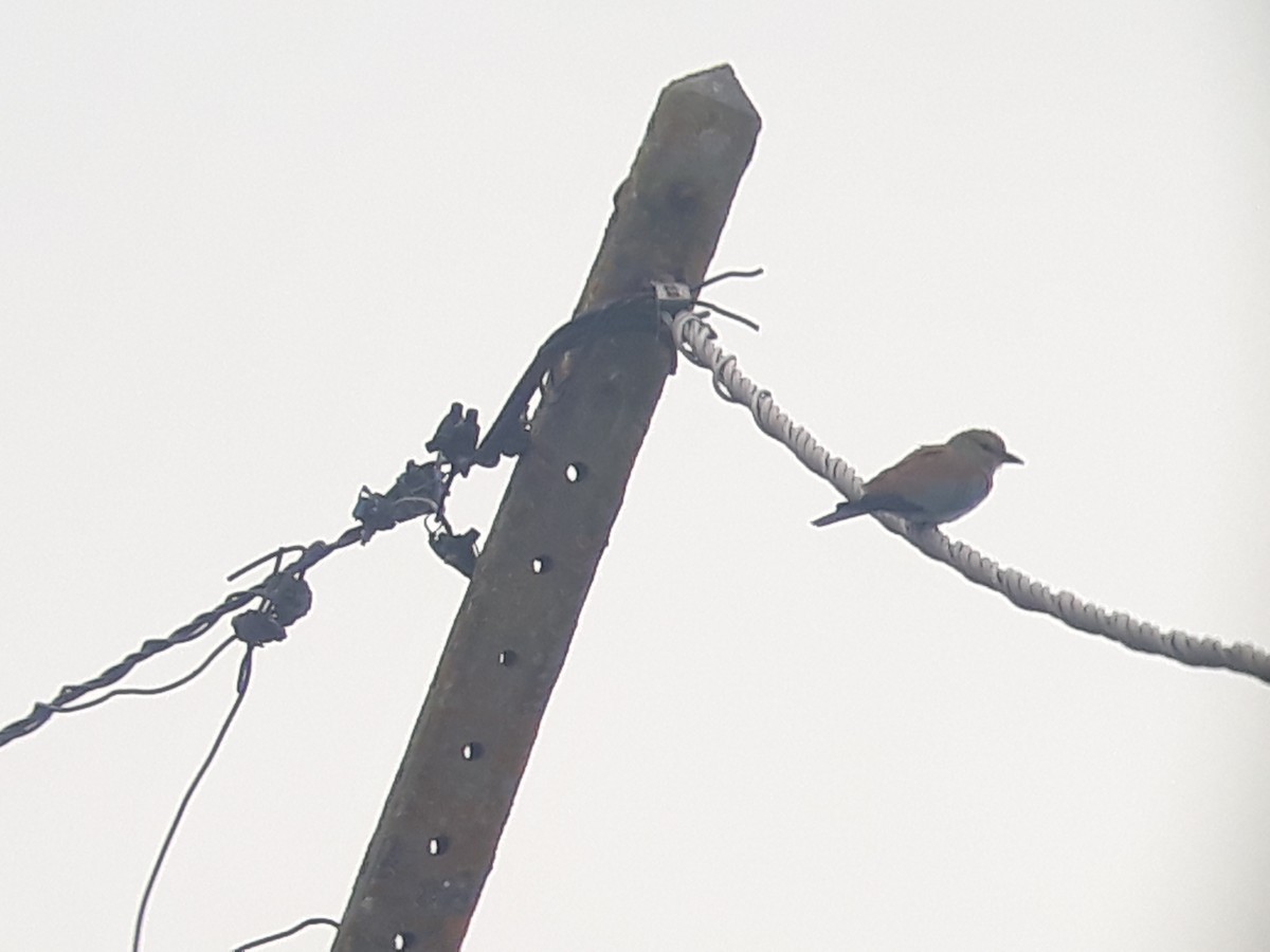 European Roller - ML474053131