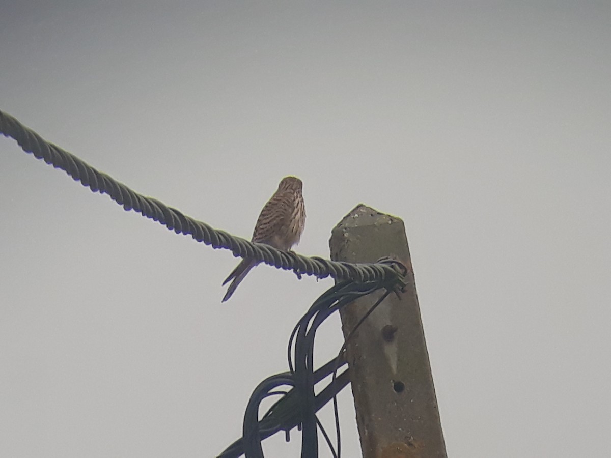 Eurasian Kestrel - ML474053261