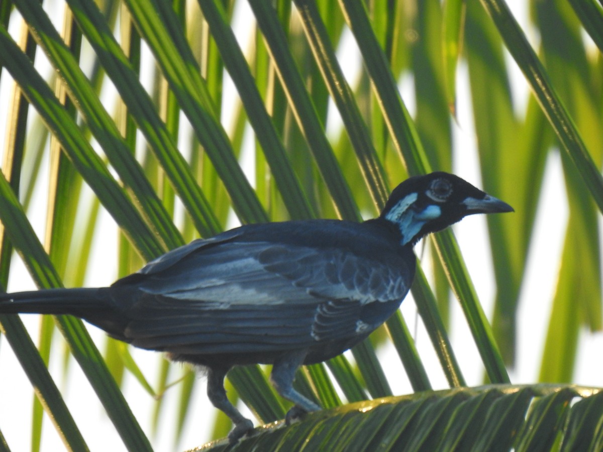 Cotinga à col nu - ML474053271