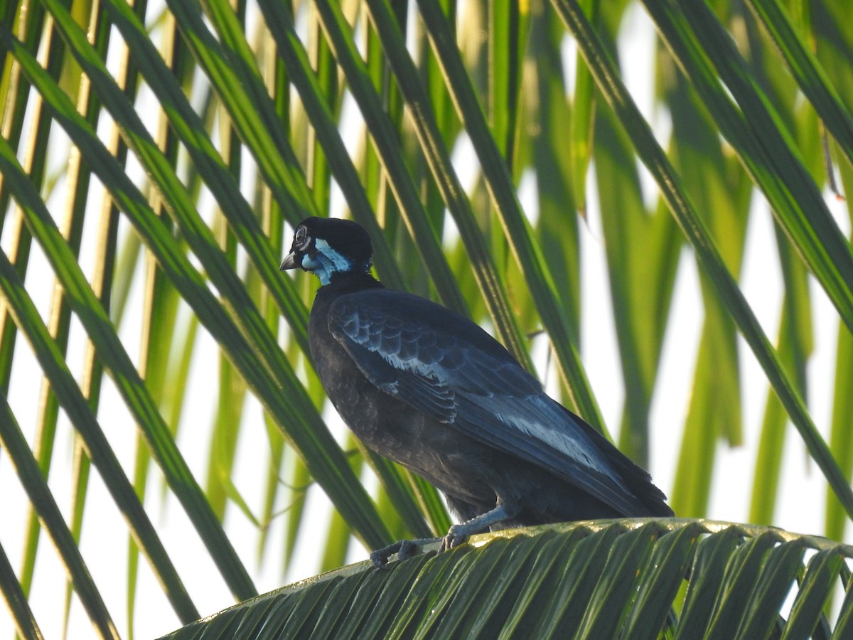 Cotinga à col nu - ML474053281