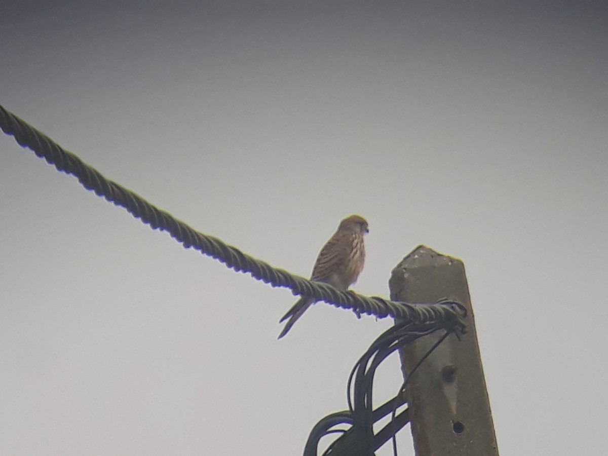 Eurasian Kestrel - ML474053291