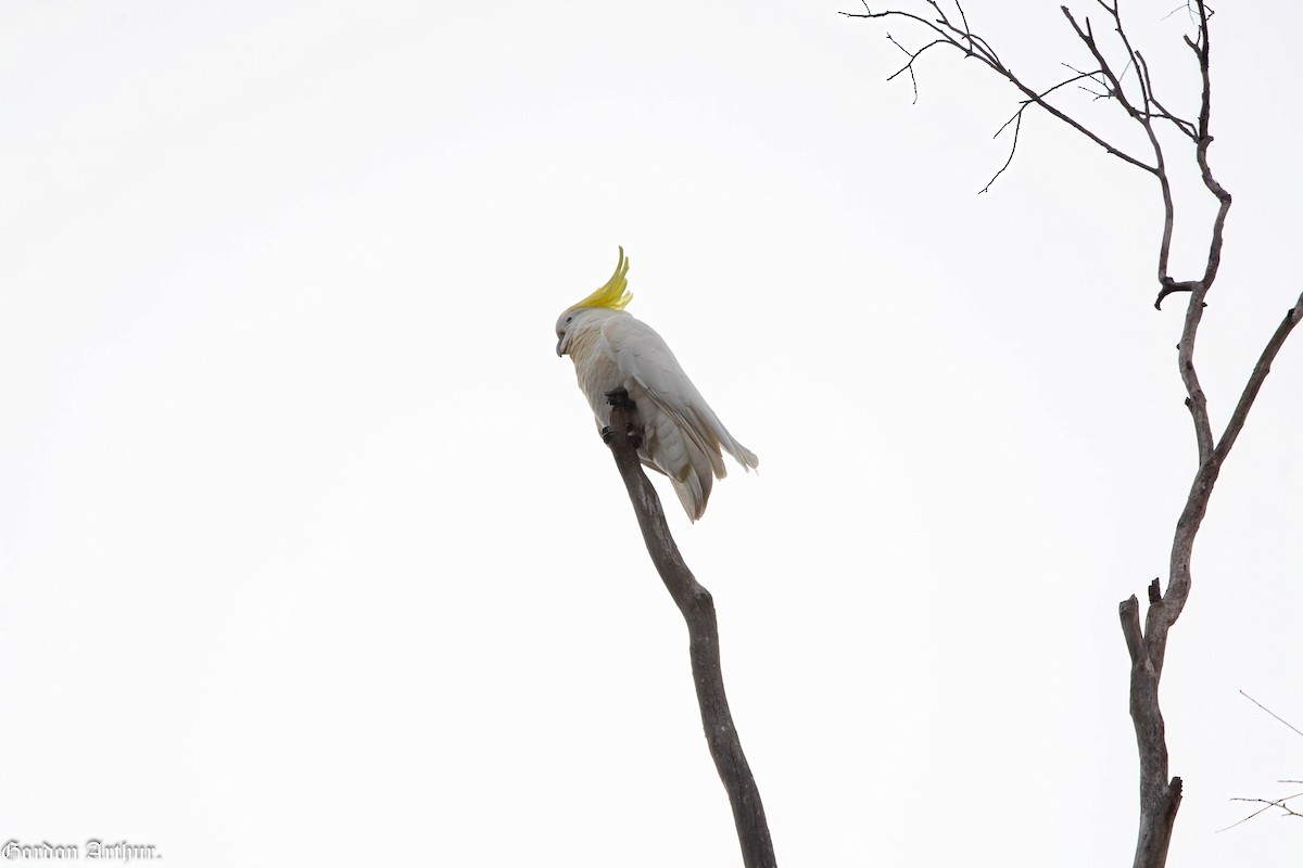 Sulphur-crested Cockatoo - ML474053751