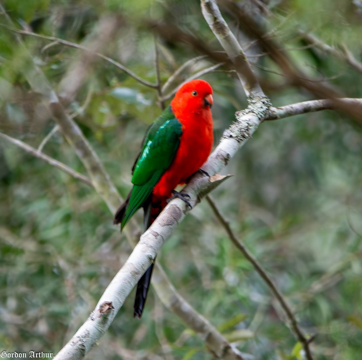 Australian King-Parrot - ML474053761