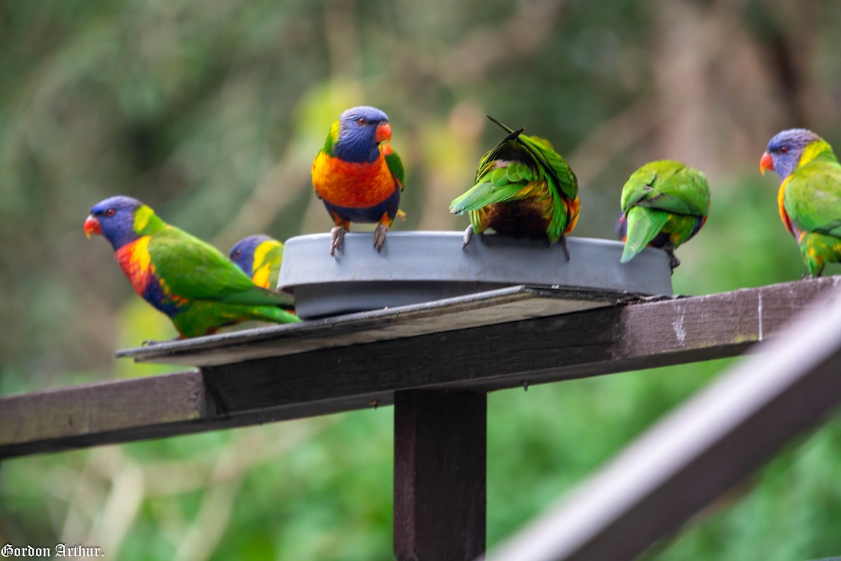 Rainbow Lorikeet - ML474053771