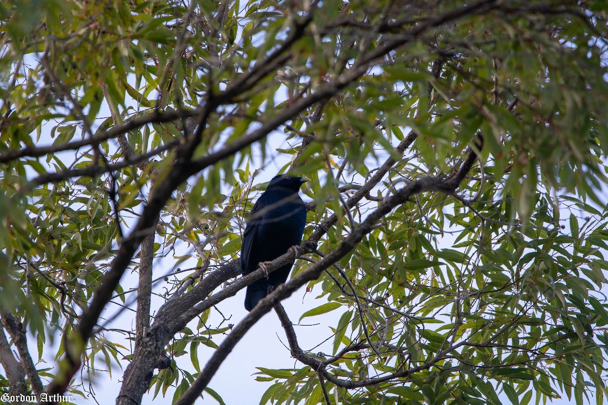 Satin Bowerbird - ML474053791