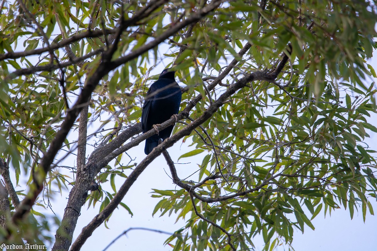 Satin Bowerbird - ML474053801