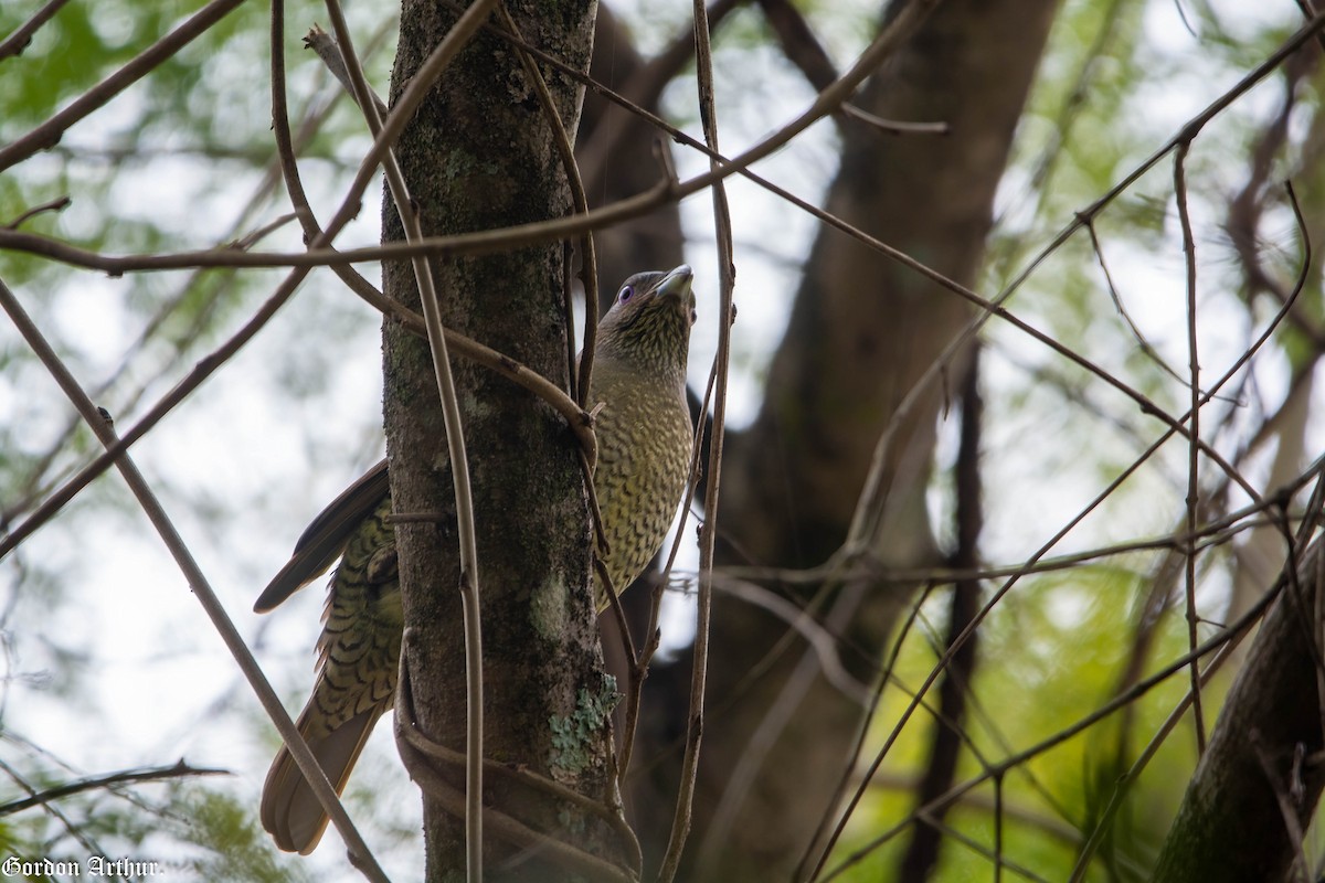 Satin Bowerbird - ML474053811