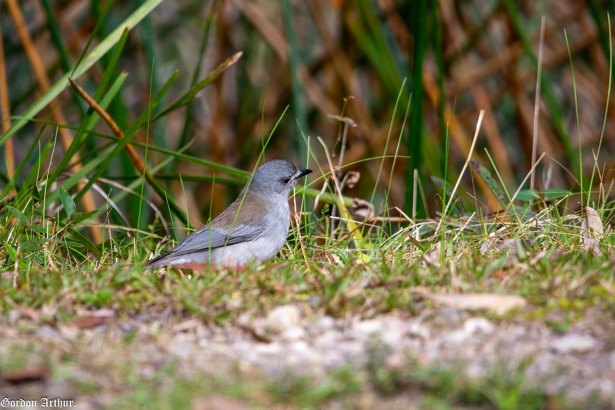 Gray Shrikethrush - ML474053821