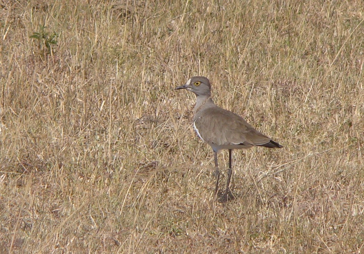 Senegal Lapwing - ML474053941