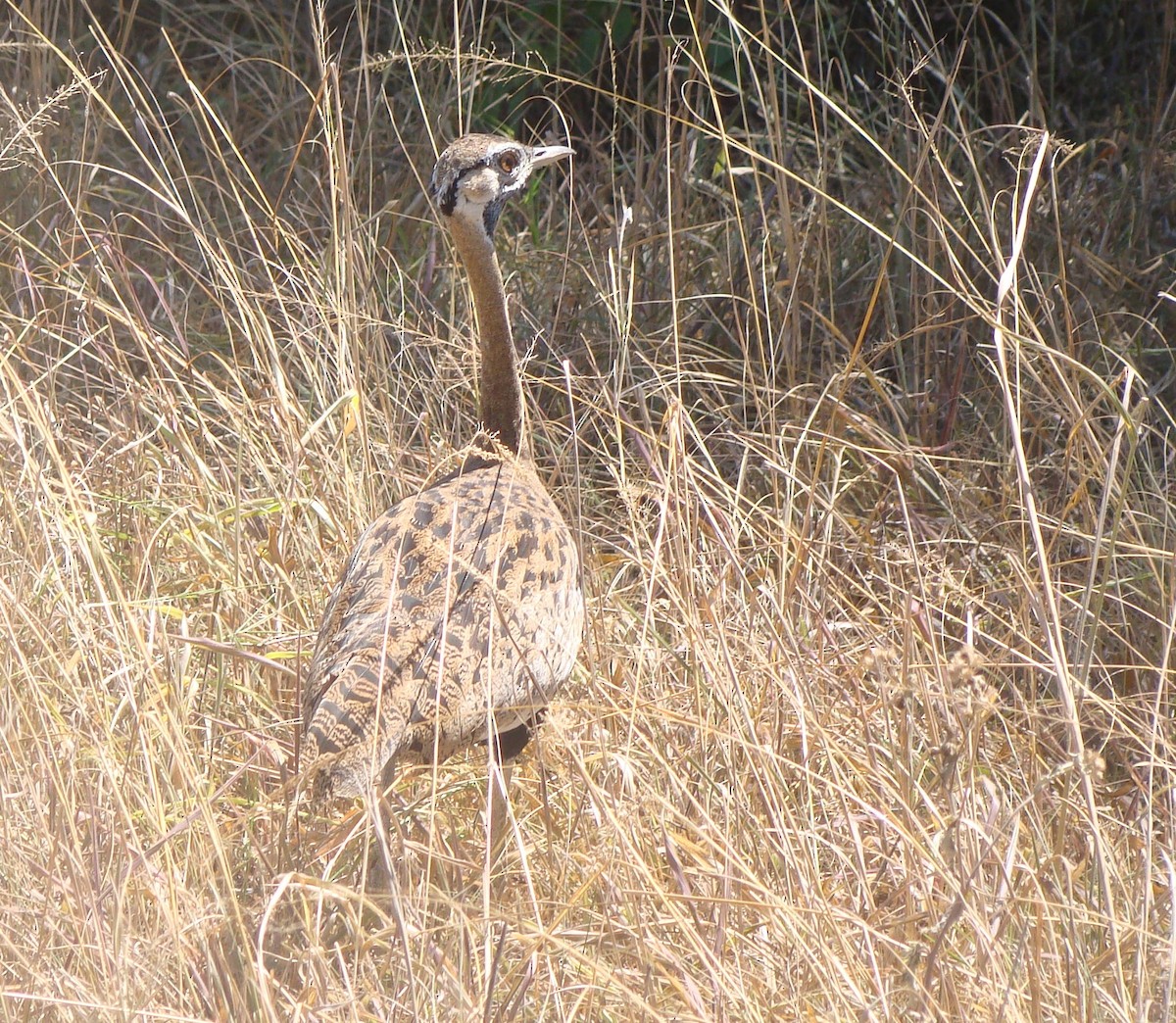 Black-bellied Bustard - ML474053961