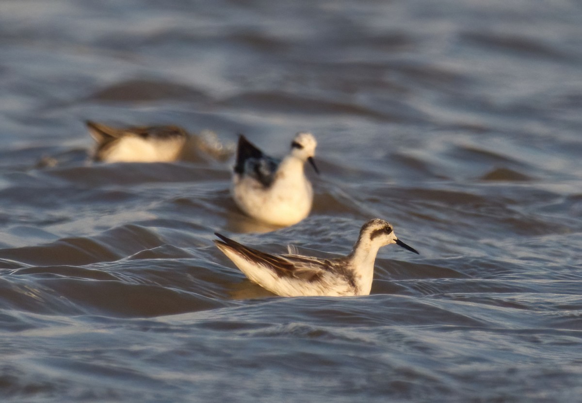 Red-necked Phalarope - ML474054491