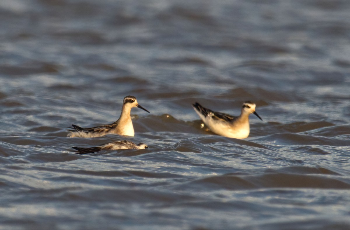 svømmesnipe - ML474054501