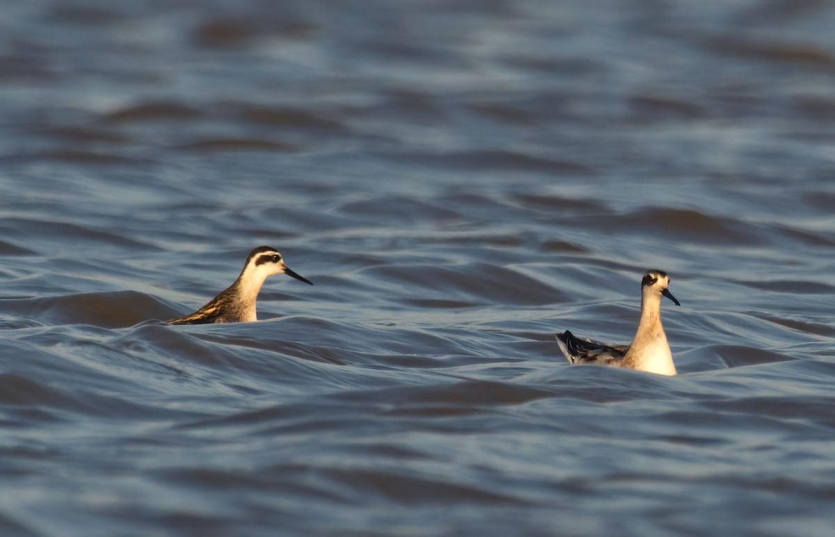 Red-necked Phalarope - ML474054531