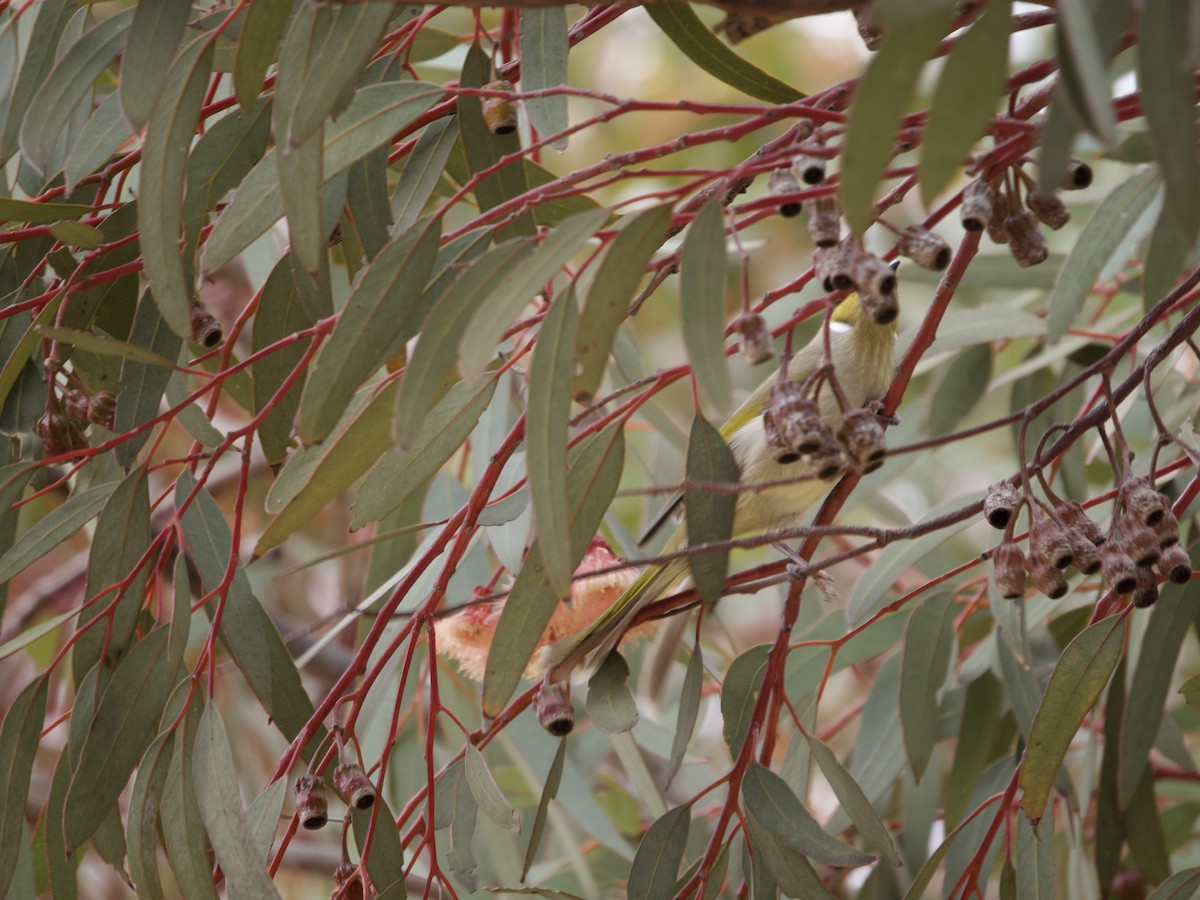 White-plumed Honeyeater - Yvonne van Netten