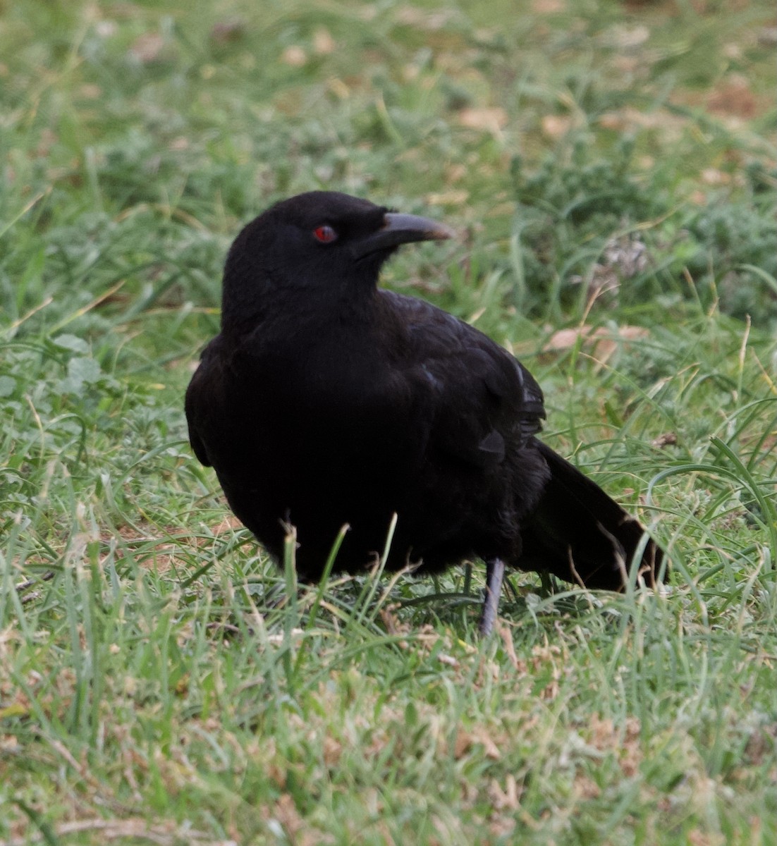 White-winged Chough - Yvonne van Netten