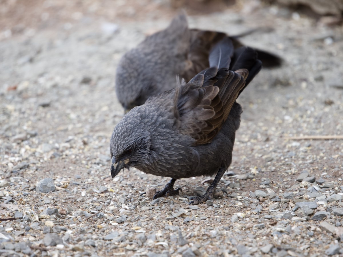 Apostlebird - ML474055141