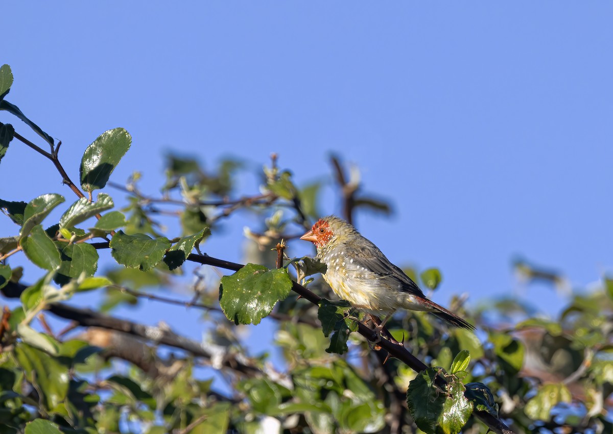 Star Finch - ML474055911