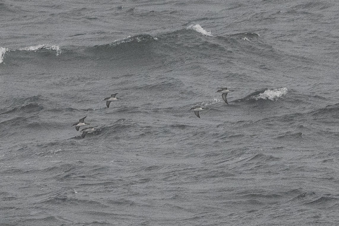 Manx Shearwater - Stephen Davies