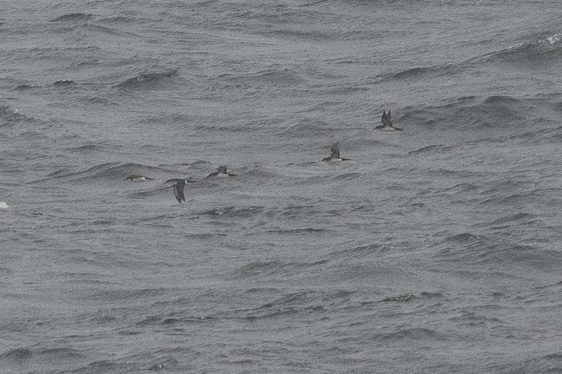 Manx Shearwater - Stephen Davies