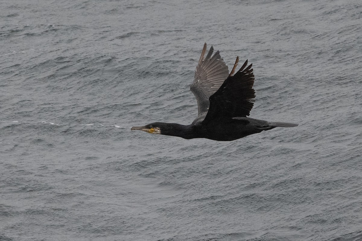 Great Cormorant - Stephen Davies