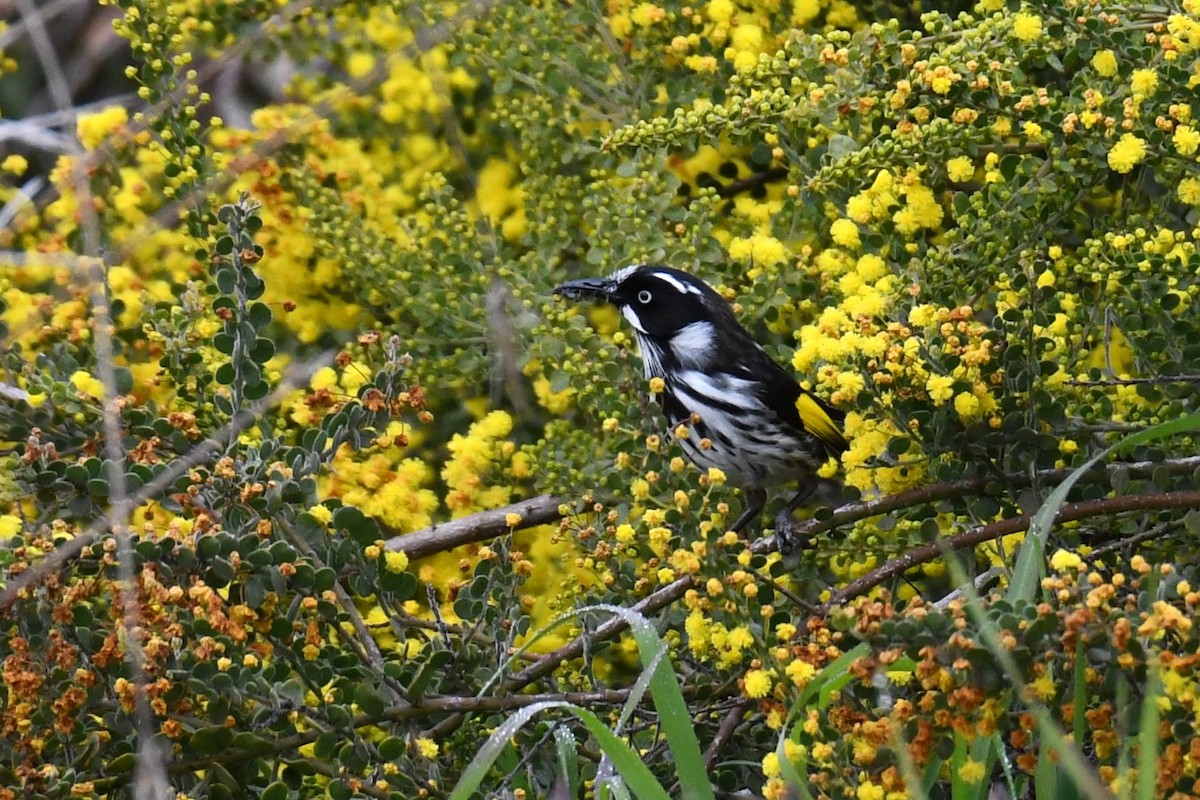 New Holland Honeyeater - Trevor Ross