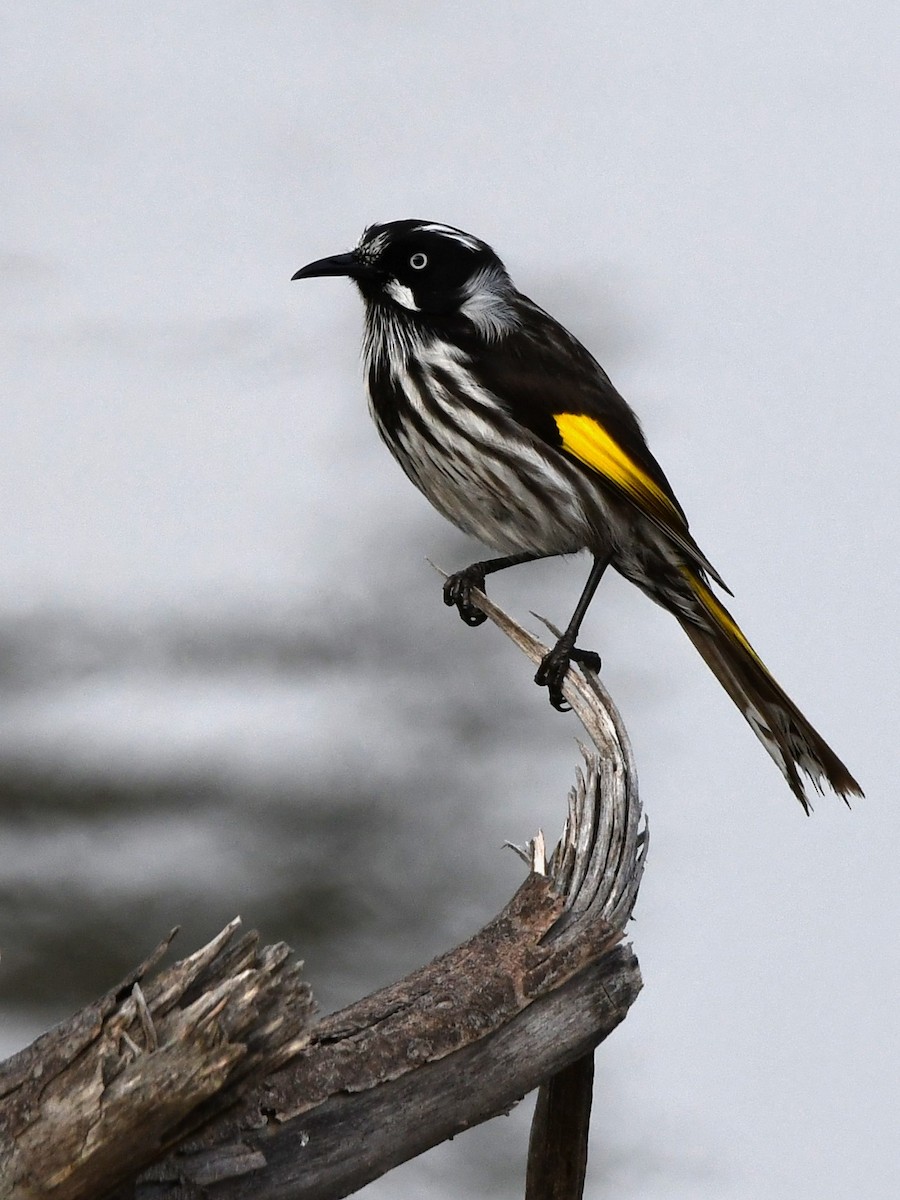 New Holland Honeyeater - ML474056861