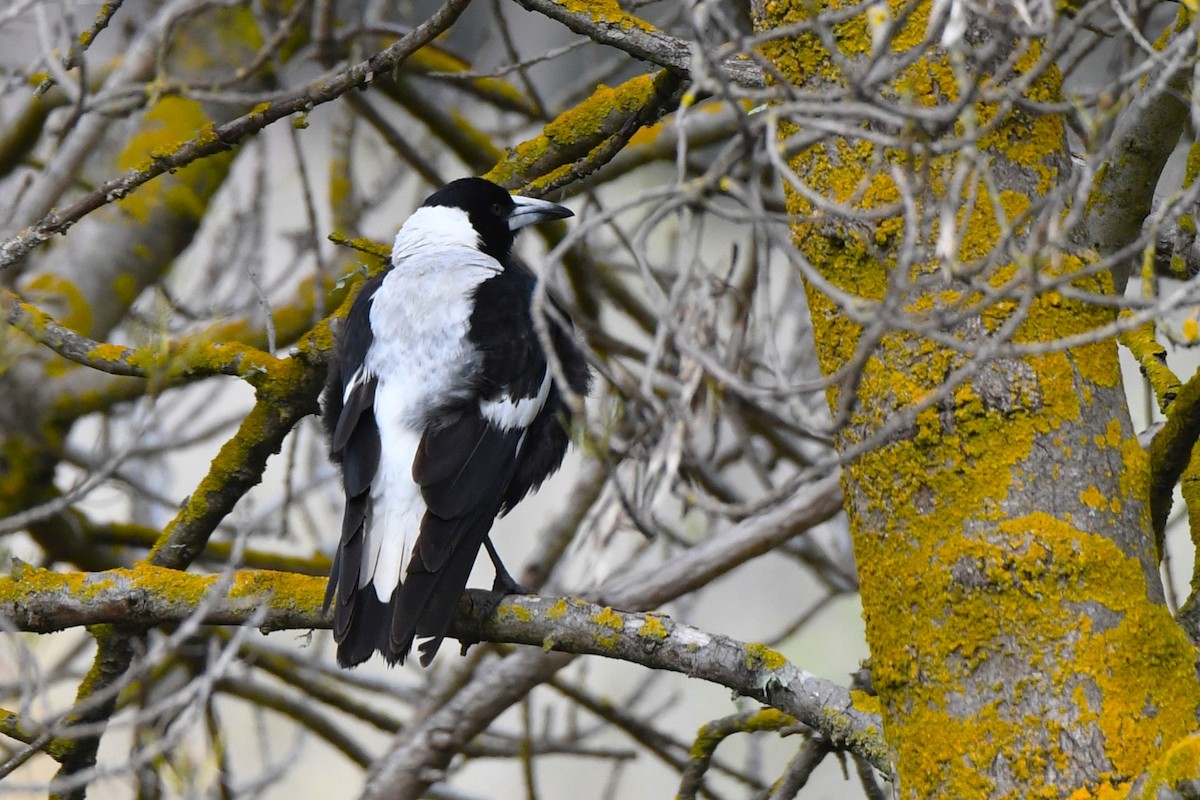 Australian Magpie (White-backed) - ML474056951