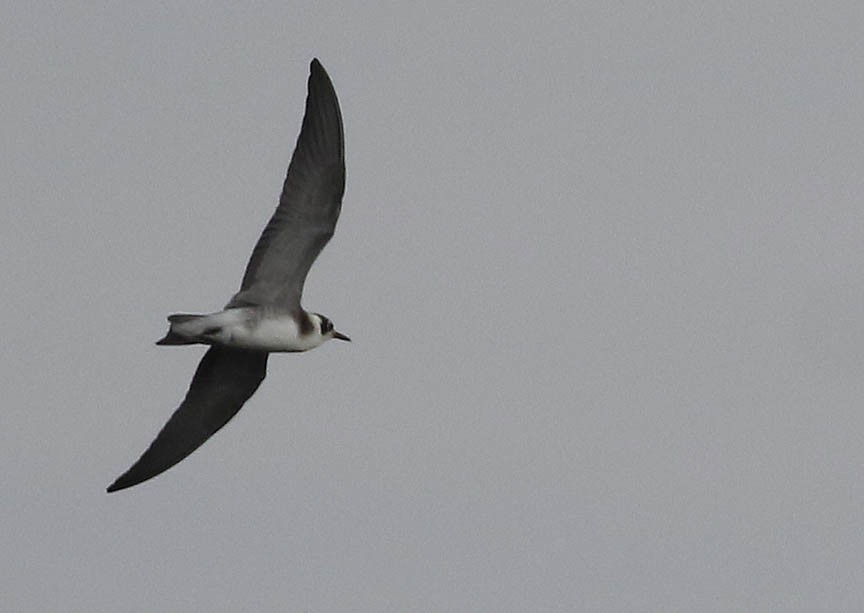 Black Tern (American) - ML474059091