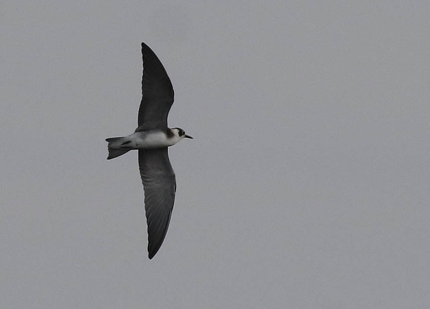Black Tern (American) - ML474059111