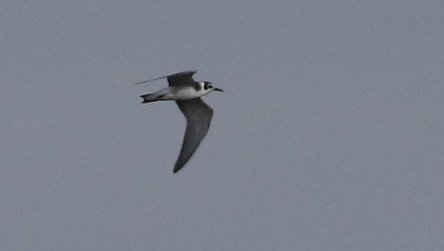 Black Tern (American) - ML474059121