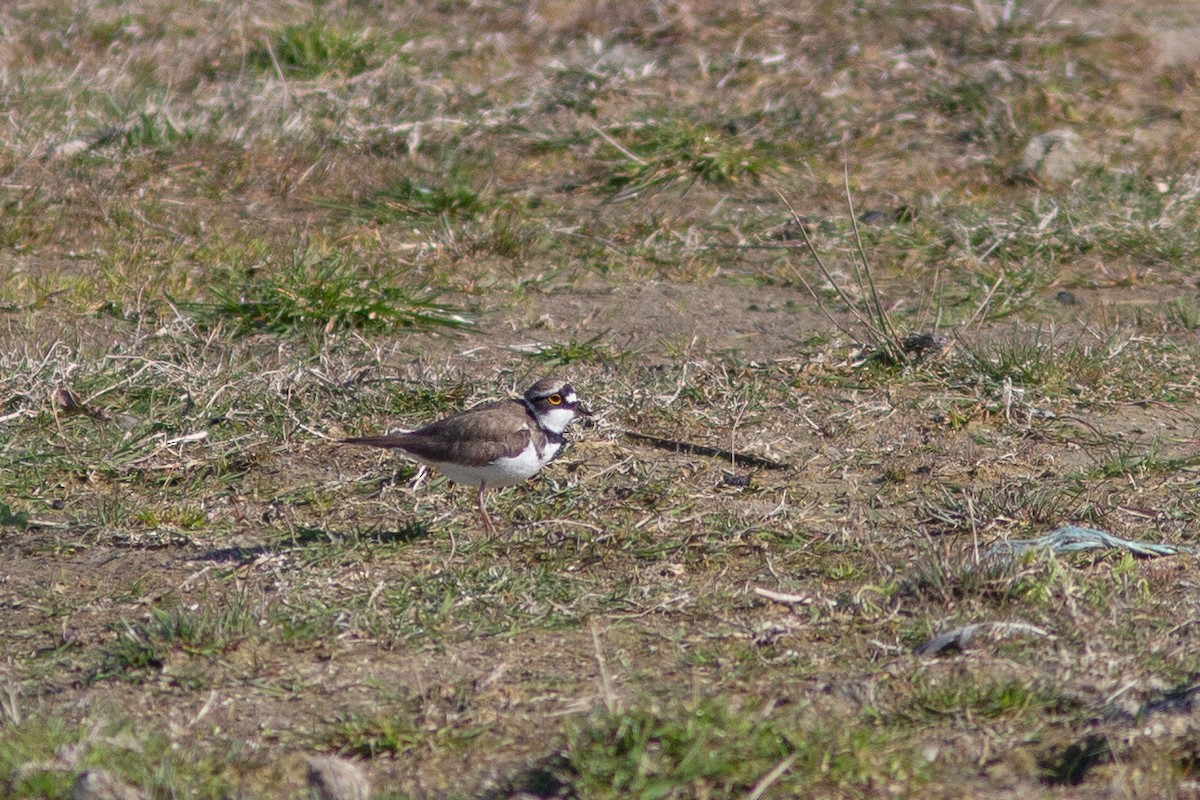 Little Ringed Plover - Morten Lisse