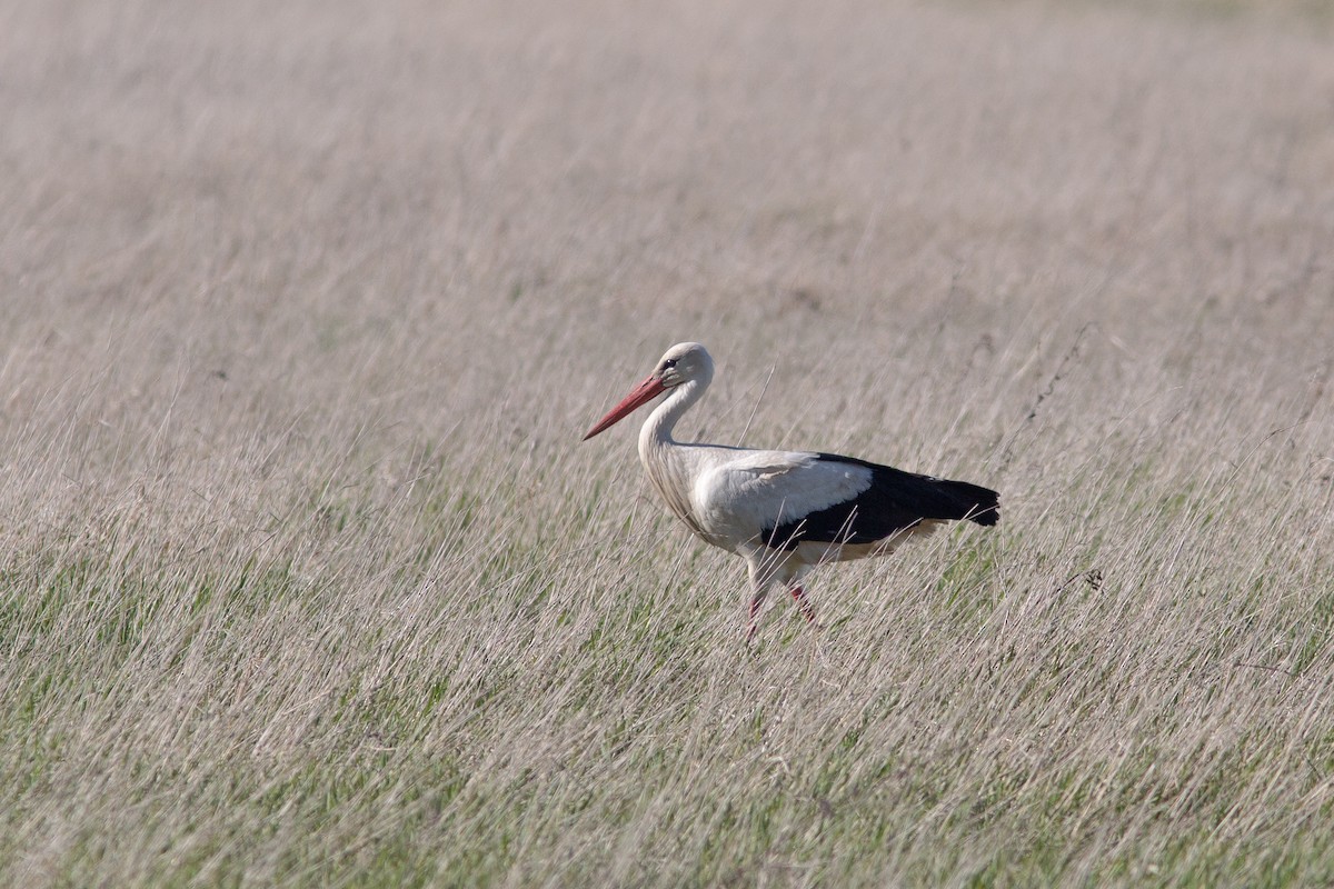 White Stork - ML474060401