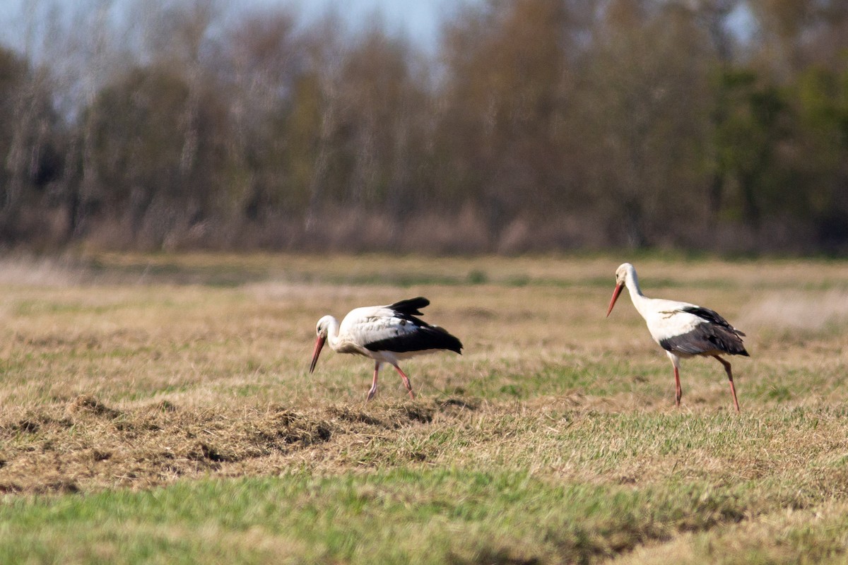 White Stork - ML474060461