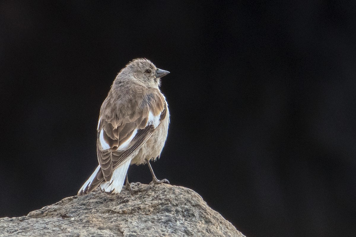 Black-winged Snowfinch - Aseem Kothiala