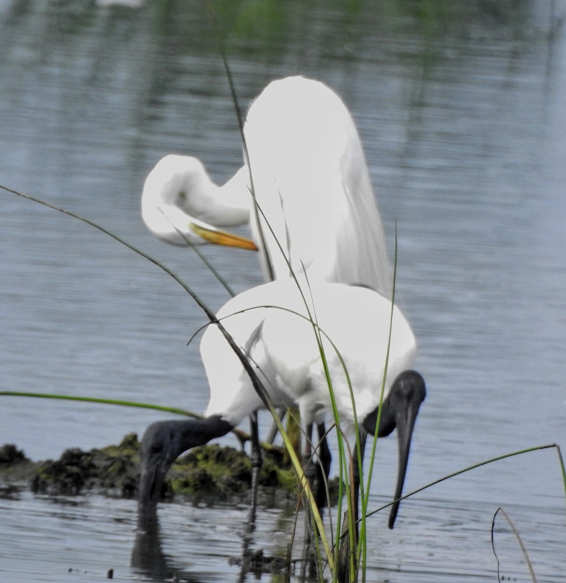 ibis černohlavý - ML474061861