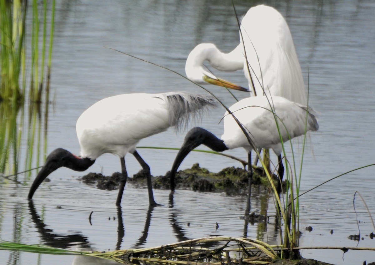 Black-headed Ibis - ML474061871