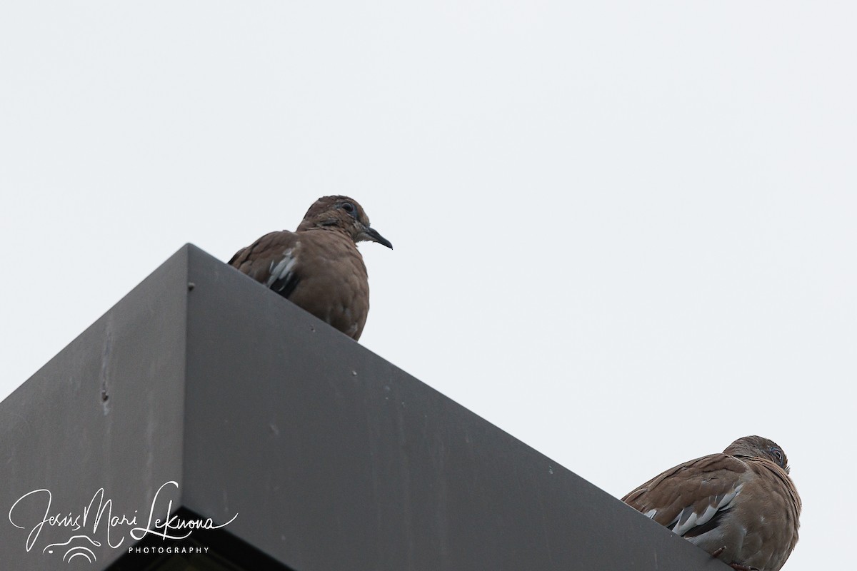 White-winged Dove - ML474062481