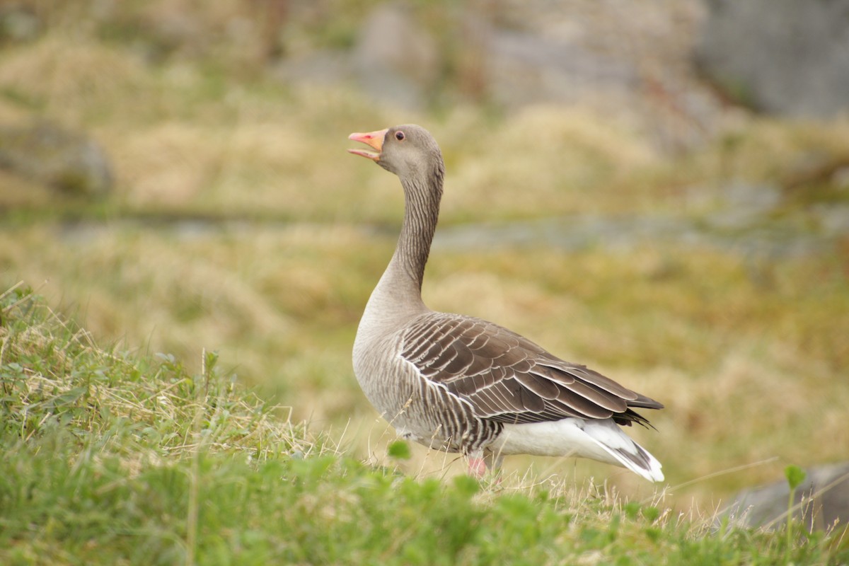 Graylag Goose - ML474062501