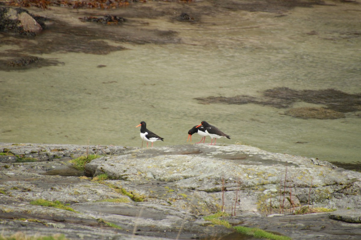 Eurasian Oystercatcher - ML474062561