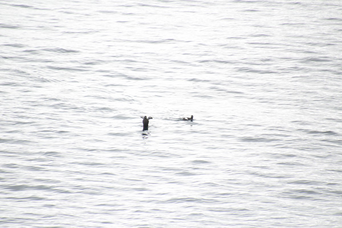 Black Guillemot - ML474062641