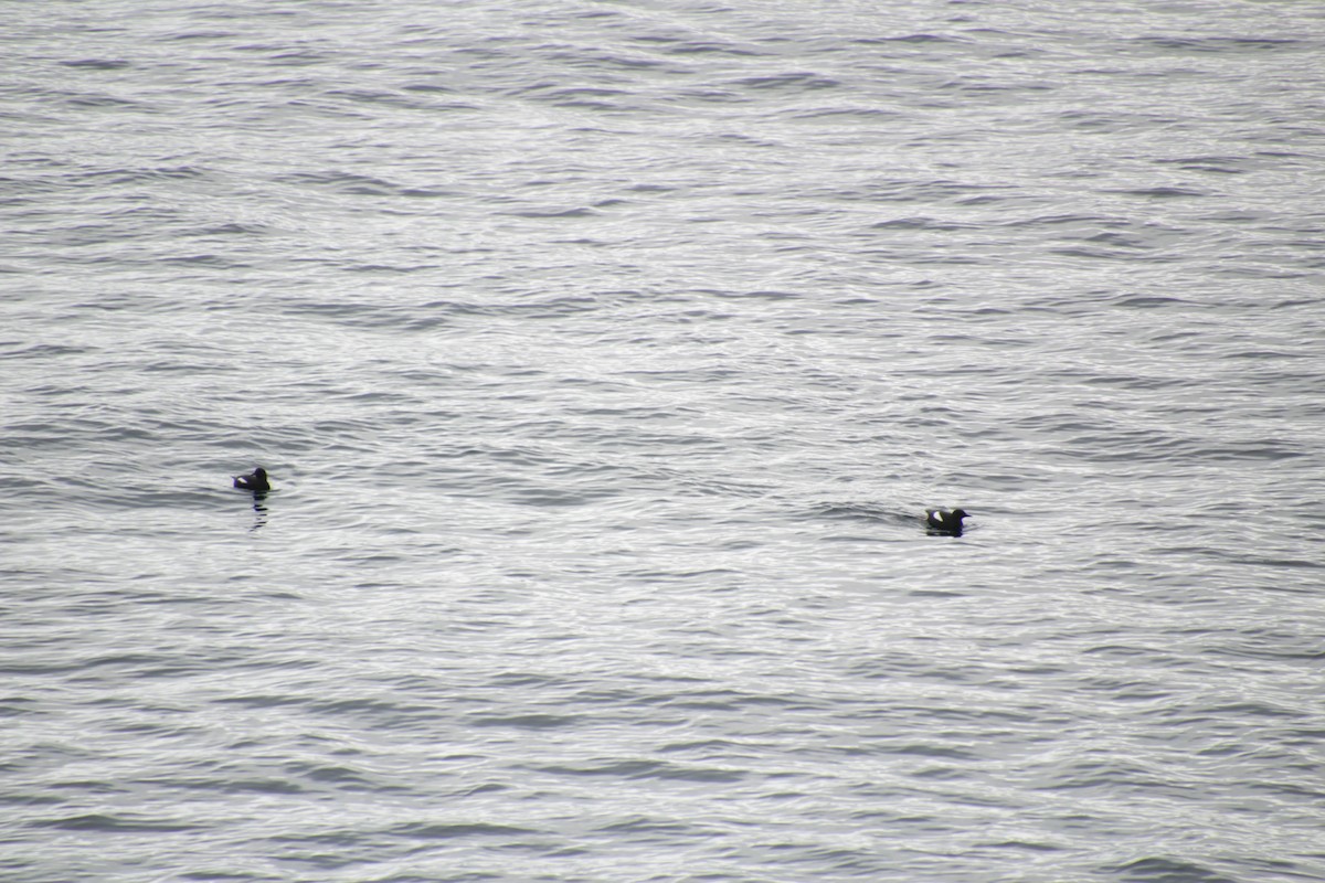 Black Guillemot - ML474062661