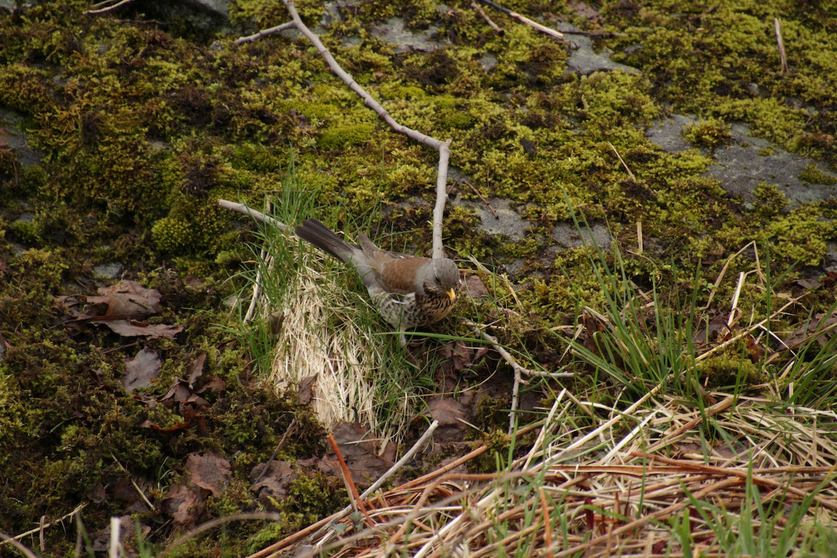 Fieldfare - ML474062781