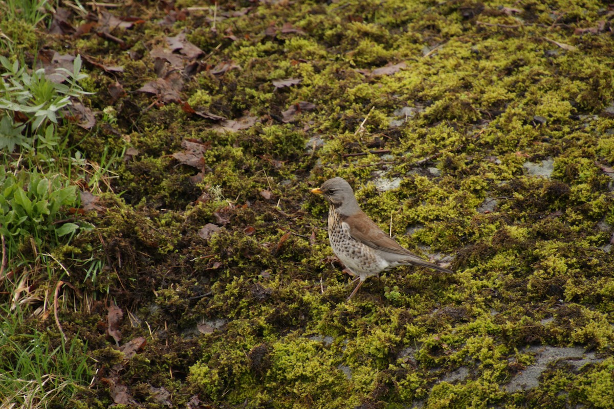 Fieldfare - ML474062801