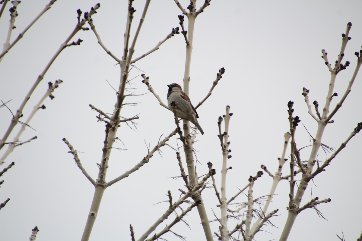 House Sparrow - ML474062861