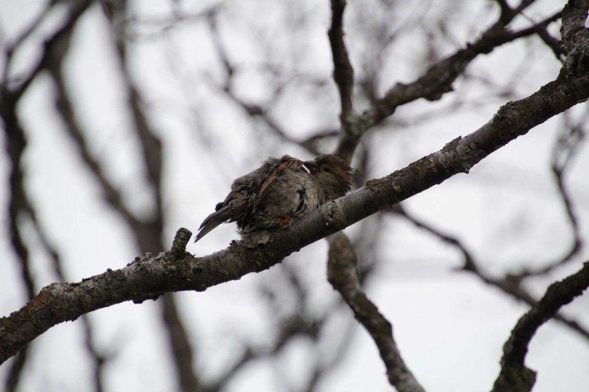 House Sparrow - ML474062871