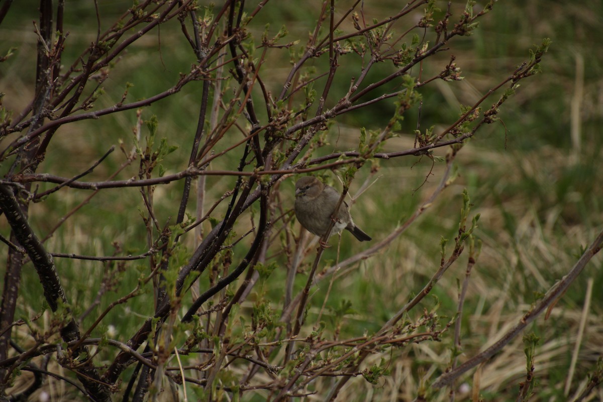 House Sparrow - ML474062881