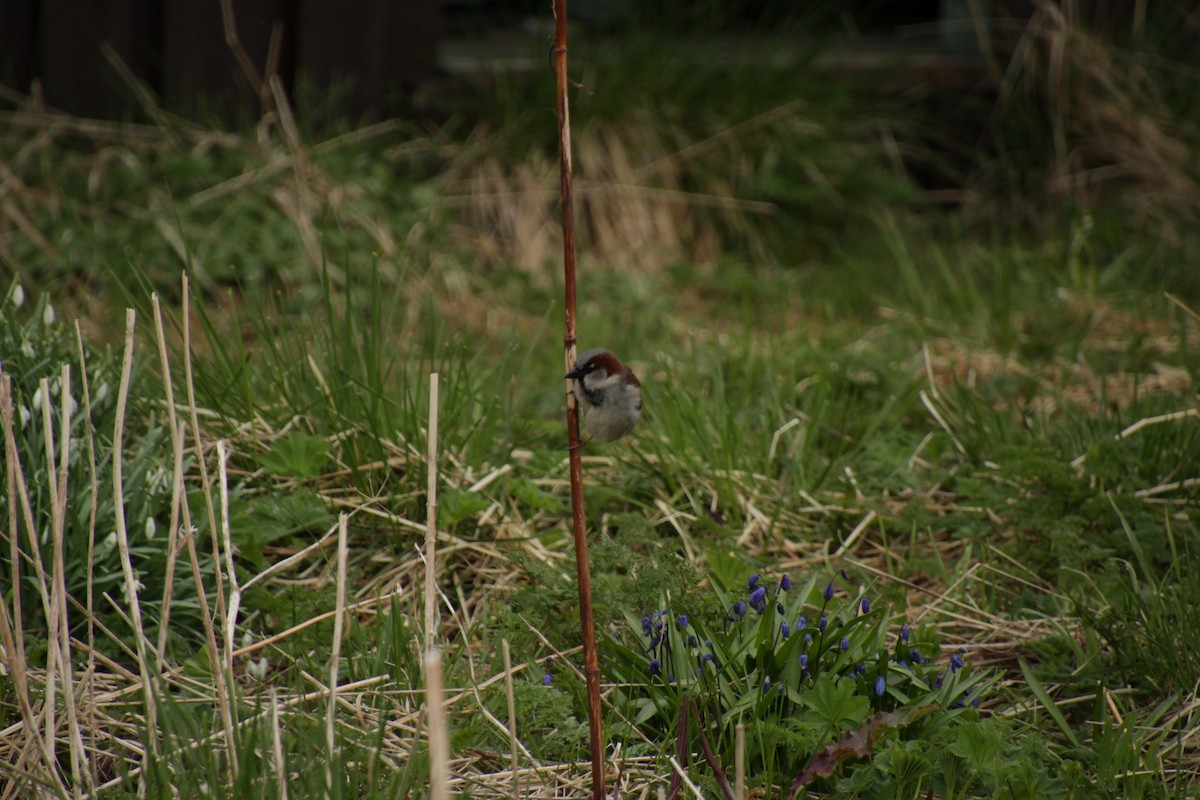 House Sparrow - ML474062891