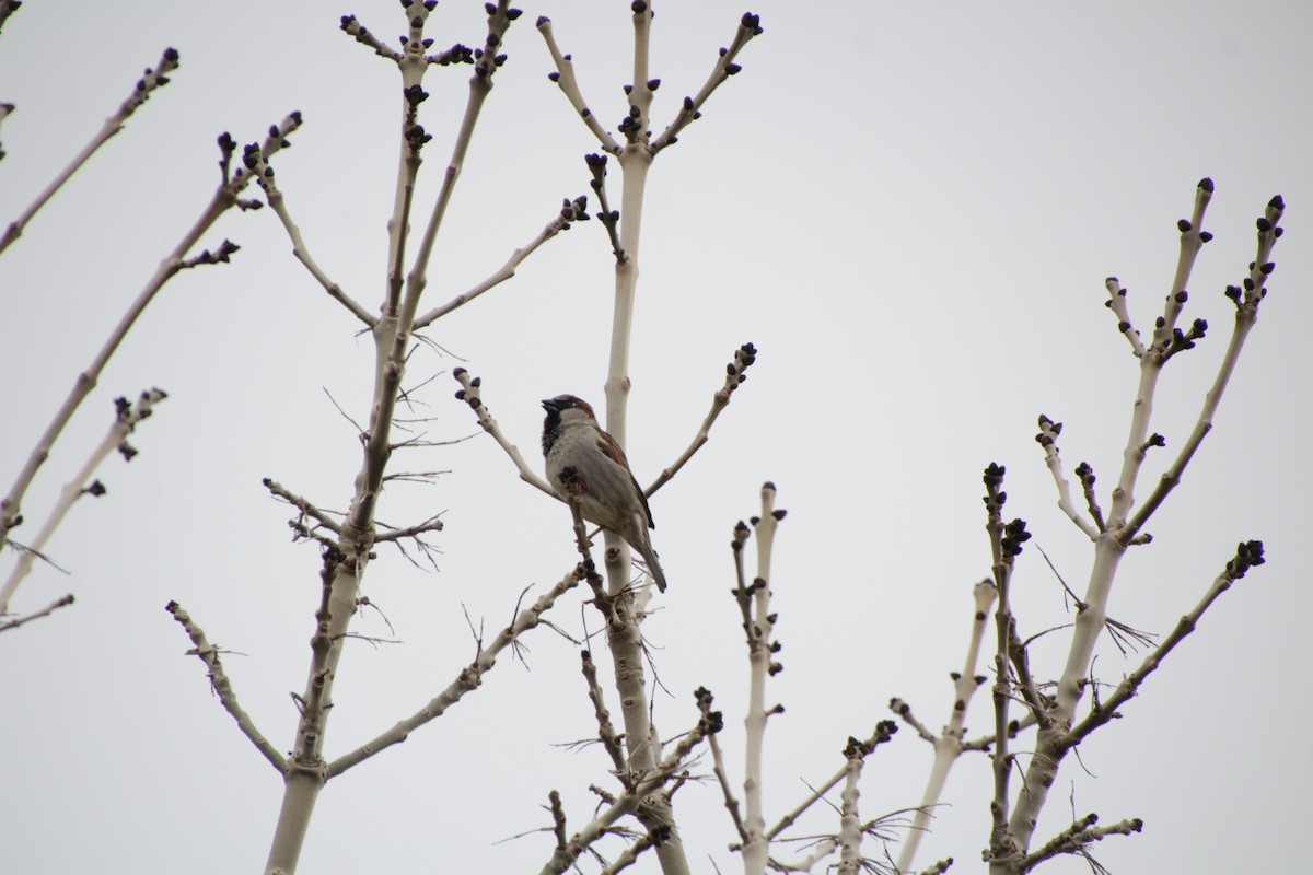 House Sparrow - ML474062931